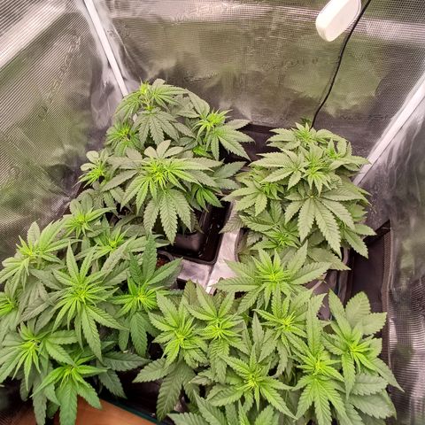 Wappa growlog timeline photo