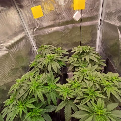 Wappa growlog timeline photo