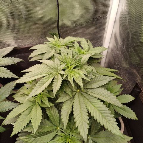 Wappa growlog timeline photo