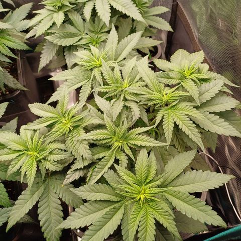 Wappa growlog timeline photo