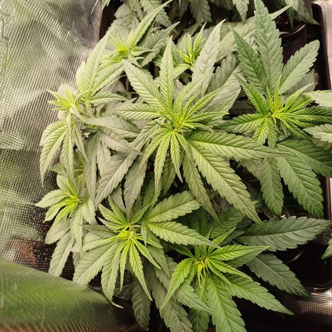 Wappa growlog timeline photo