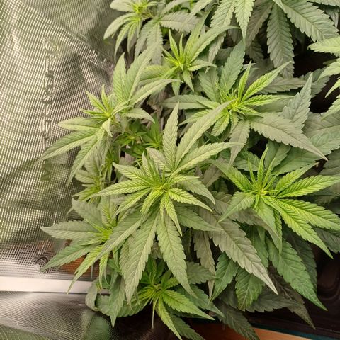 Wappa growlog timeline photo