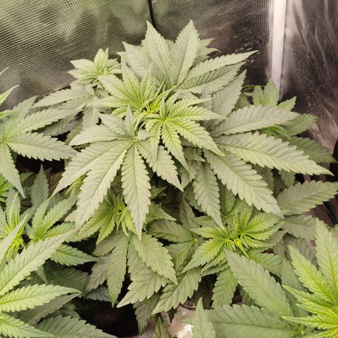 Wappa growlog timeline photo