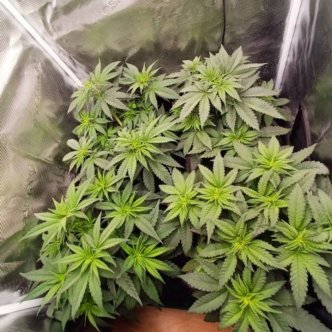 Wappa growlog timeline photo