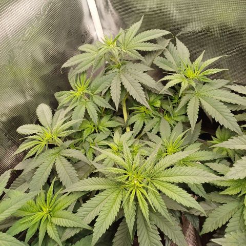 Wappa growlog timeline photo