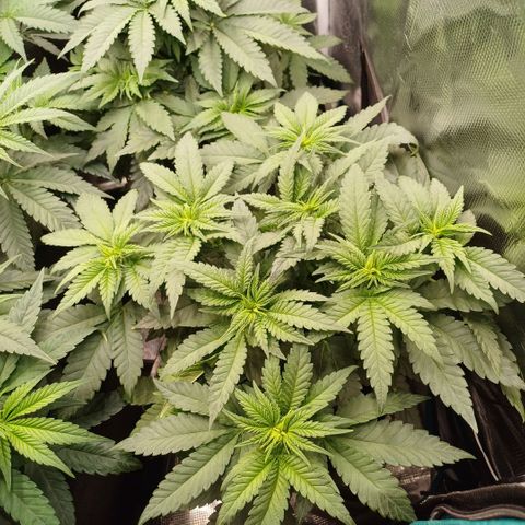 Wappa growlog timeline photo