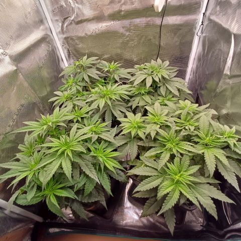 Wappa growlog timeline photo