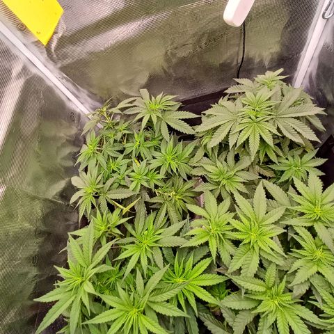 Wappa growlog timeline photo