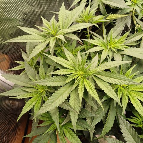Wappa growlog timeline photo