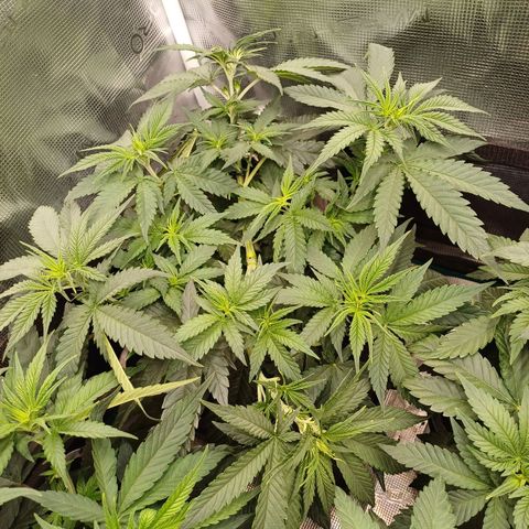 Wappa growlog timeline photo
