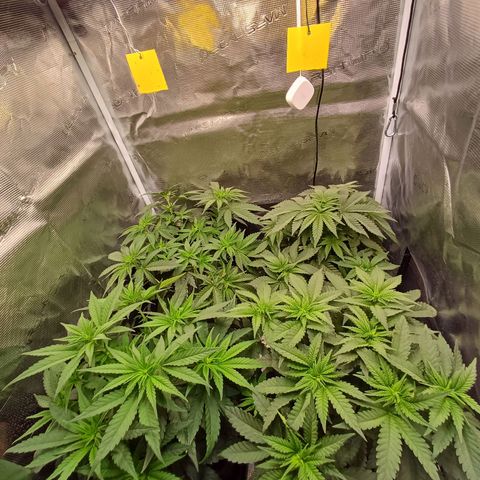 Wappa growlog timeline photo