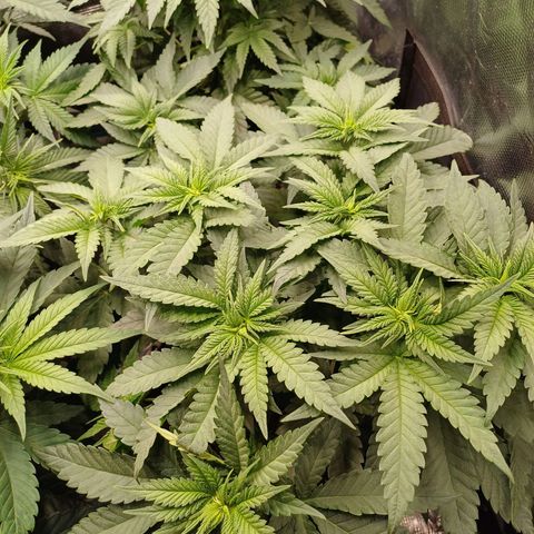 Wappa growlog timeline photo