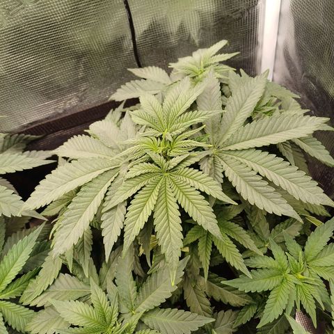 Wappa growlog timeline photo