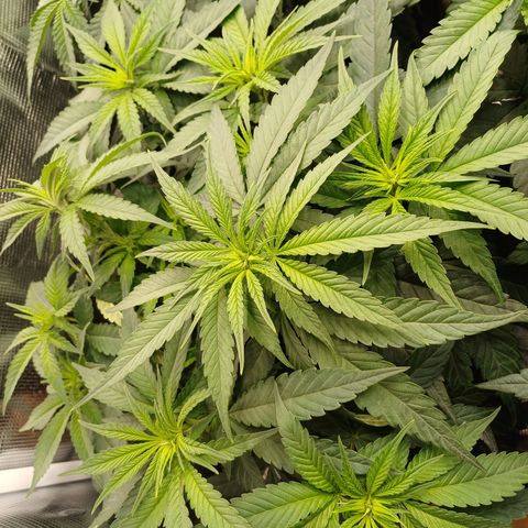 Wappa growlog photo: 24cm - 31cm
145W / 40cm Abstand 
23° -26°