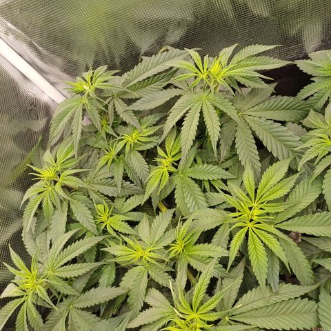 Wappa growlog photo: 24cm - 31cm
145W / 40cm Abstand 
23° -26°