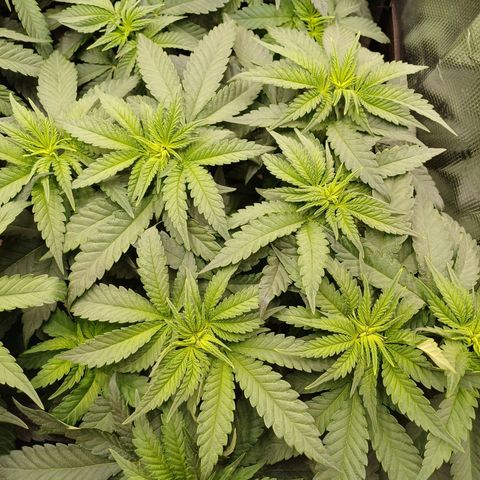 Wappa growlog photo: 24cm - 31cm
145W / 40cm Abstand 
23° -26°