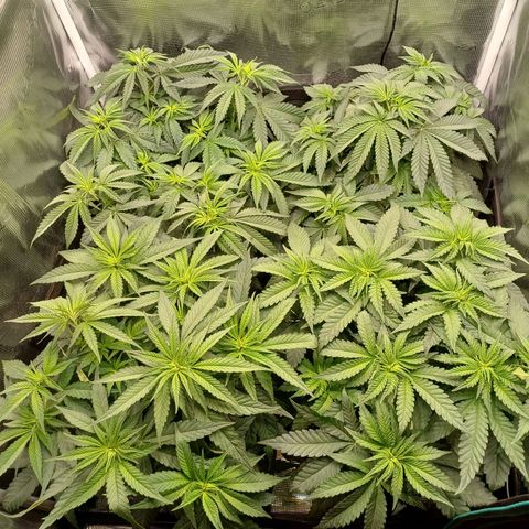 Wappa growlog photo: 24cm - 31cm
145W / 40cm Abstand 
23° -26°