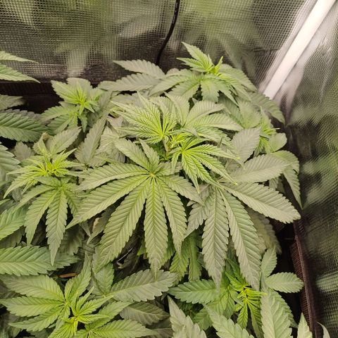 Wappa growlog photo: 24cm - 31cm
145W / 40cm Abstand 
23° -26°