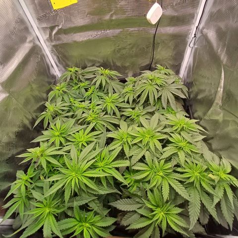 Wappa growlog photo: 24cm - 31cm
145W / 40cm Abstand 
23° -26°