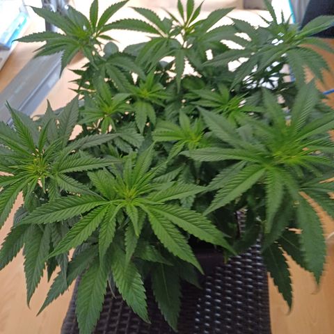 Wappa growlog timeline photo