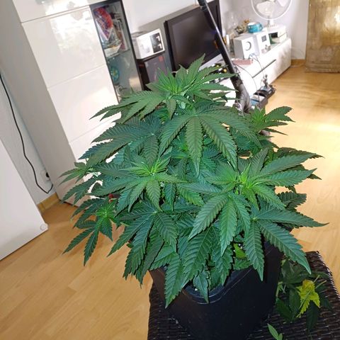 Wappa growlog timeline photo