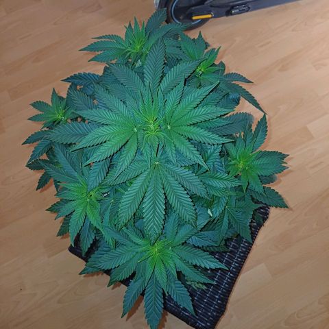 Wappa growlog timeline photo