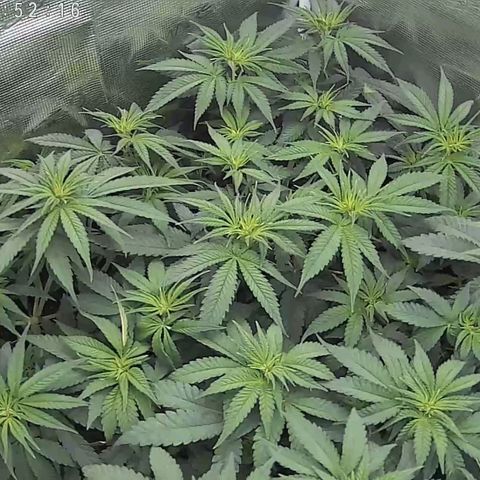Wappa growlog timeline photo