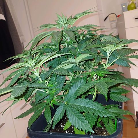 Wappa growlog timeline photo
