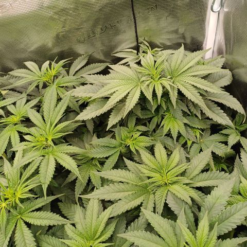 Wappa growlog timeline photo