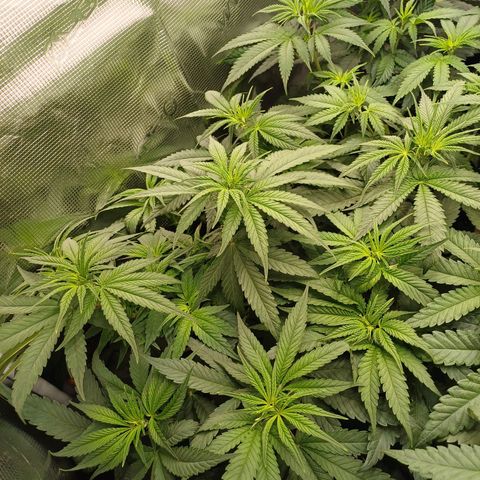 Wappa growlog timeline photo
