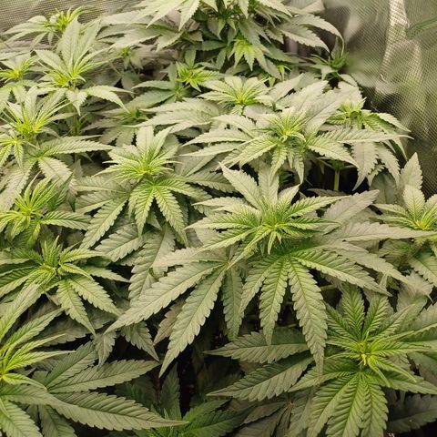 Wappa growlog timeline photo