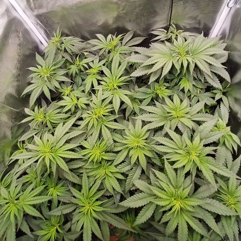 Wappa growlog timeline photo