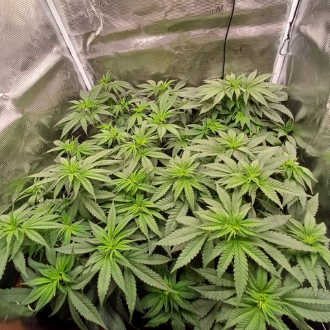 Wappa growlog timeline photo