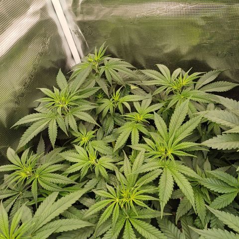 Wappa growlog timeline photo