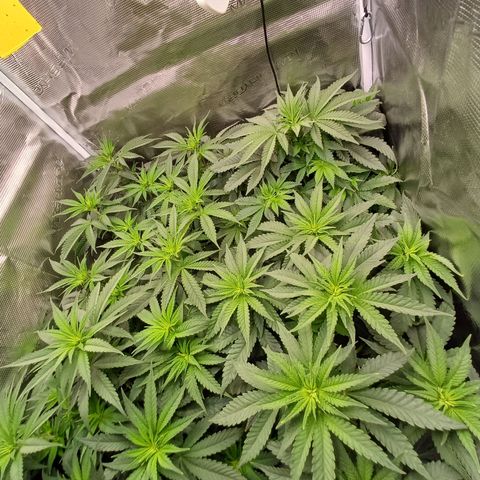 Wappa growlog timeline photo