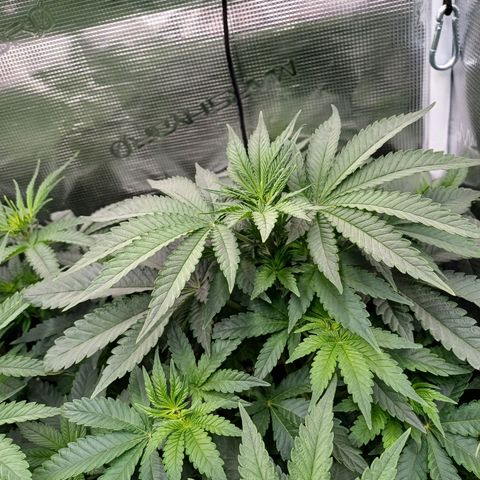 Wappa growlog timeline photo