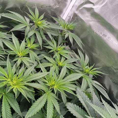 Wappa growlog timeline photo