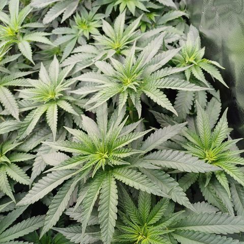 Wappa growlog timeline photo