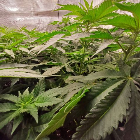 Wappa growlog timeline photo