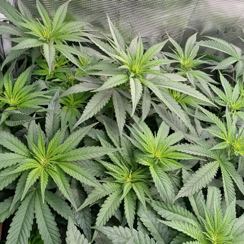 Wappa growlog timeline photo