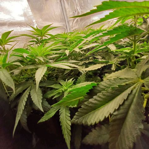 Wappa growlog timeline photo