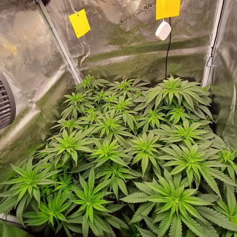 Wappa growlog photo: 25cm -34cm