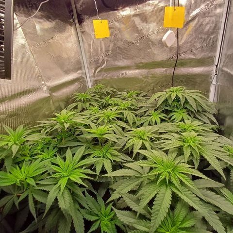 Wappa growlog photo: 25cm -34cm