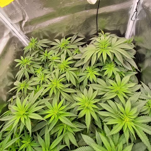 Wappa growlog photo: 25cm -34cm
