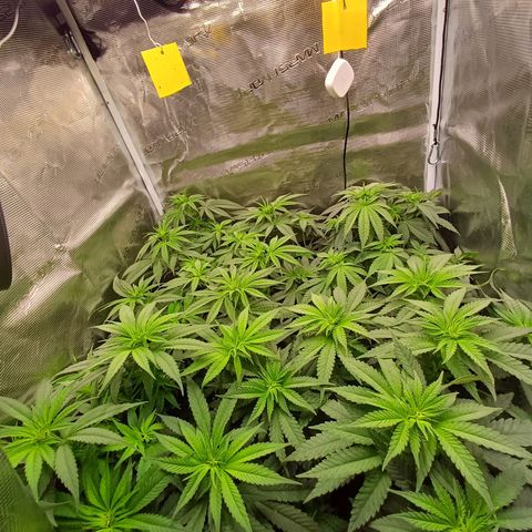 Wappa growlog photo: 33cm - 38cm