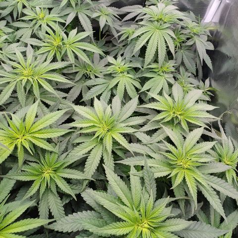 Wappa growlog photo: 33cm - 38cm