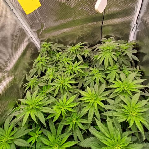 Wappa growlog photo: 33cm - 38cm