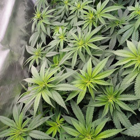 Wappa growlog photo: 33cm - 38cm