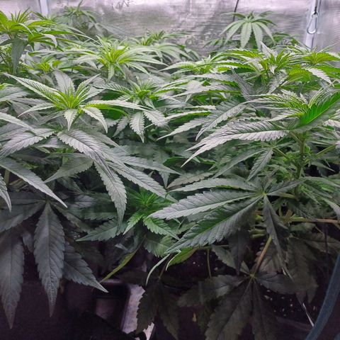 Wappa growlog photo: 33cm - 38cm