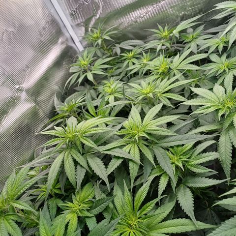Wappa growlog timeline photo